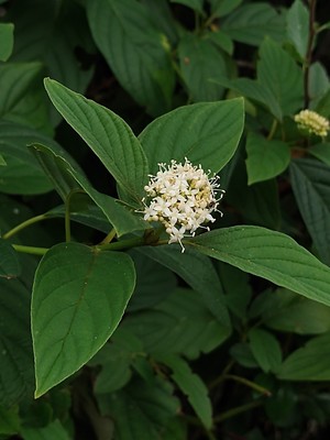 photo of Siberian Dogwood