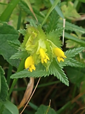 photo of Yellow Rattle