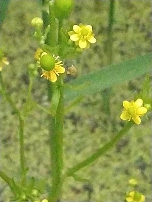 photo of Celery Leaved Buttercup