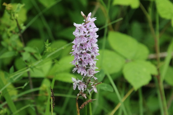 photo of Common Spotted Orchid