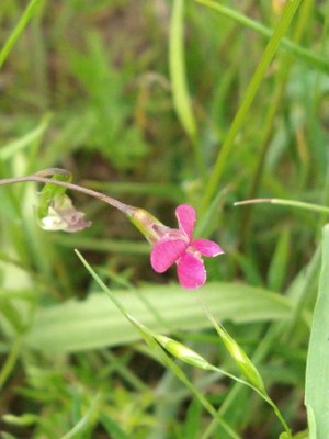 photo of Grass Vetchling
