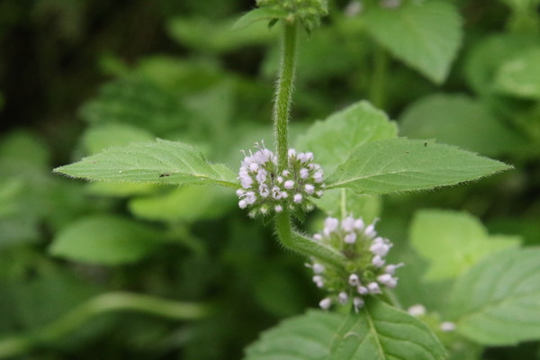 photo of Corn Mint
