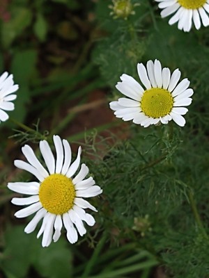 photo of Scentless Mayweed