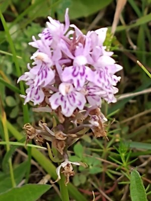 photo of Common Spotted Orchid