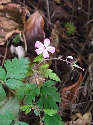 photo of Herb Robert