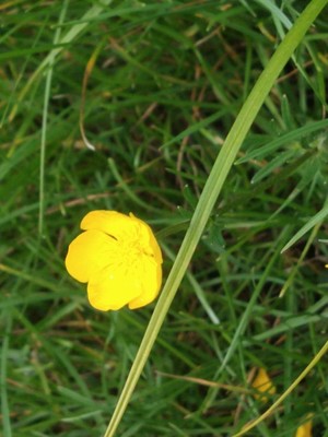 photo of Creeping Buttercup