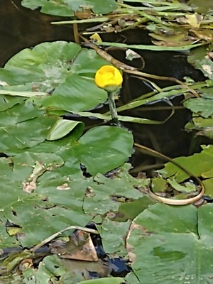photo of Yellow Water Lily