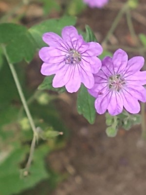 photo of Hedgerow Crane's Bill