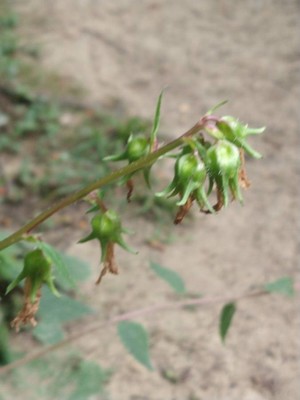 photo of Nettle Leaved Bellflower
