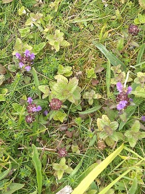photo of Selfheal