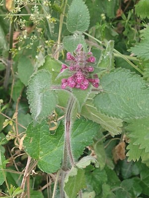 photo of Hedge Woundwort