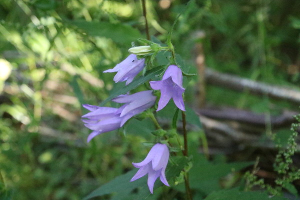 photo of Nettle Leaved Bellflower