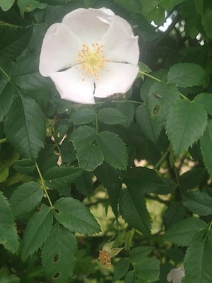 photo of Common Dog Rose