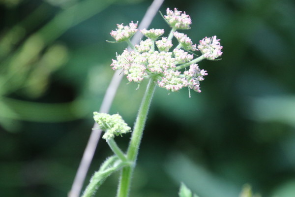 photo of Hogweed