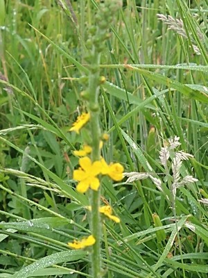 photo of Agrimony