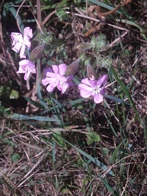 photo of Red Campion