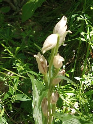 photo of White Helleborine