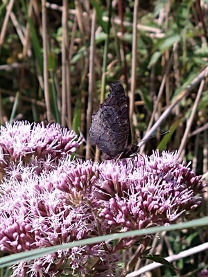 photo of Hemp Agrimony