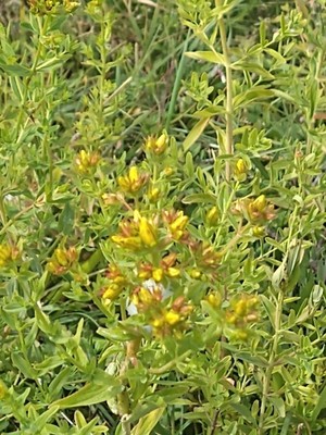 photo of Perforate St. John's Wort