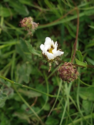 photo of Oxeye Daisy
