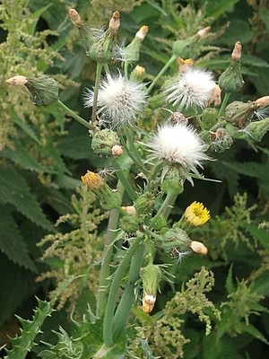 photo of Prickly Sow Thistle