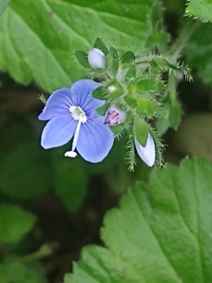 photo of Germander Speedwell