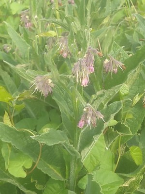 photo of Common Comfrey