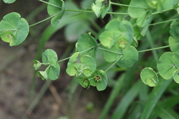 photo of Wood Spurge