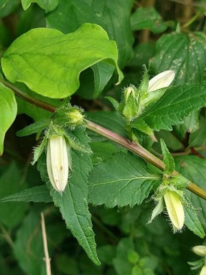 photo of Nettle Leaved Bellflower