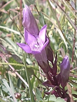 photo of Autumn Gentian