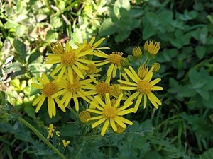 photo of Ragwort