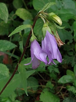 photo of Nettle Leaved Bellflower