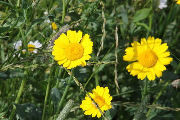 photo of Corn Marigold