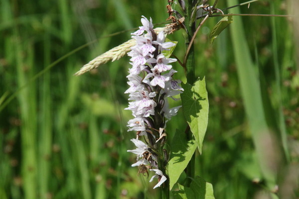 photo of Common Spotted Orchid