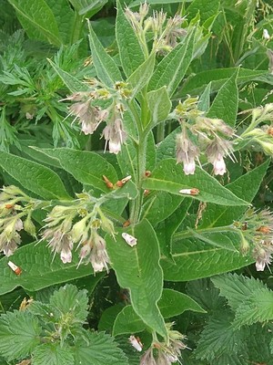 photo of Common Comfrey
