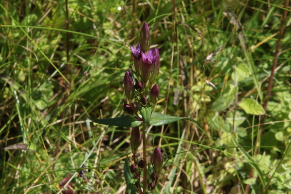 photo of Autumn Gentian
