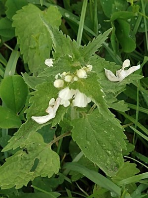 photo of White Dead Nettle