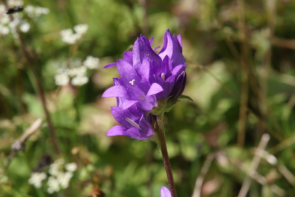 photo of Clustered Bellfower