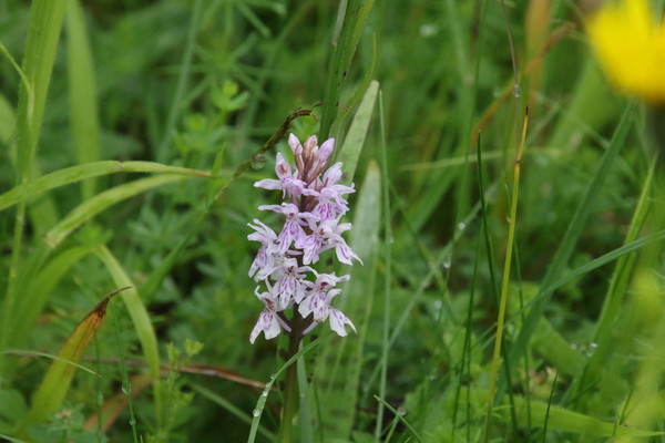 photo of Common Spotted Orchid