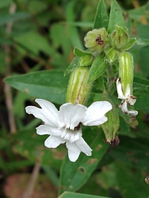 photo of White Campion
