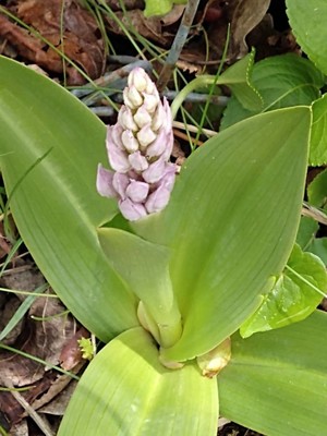 photo of Military Orchid