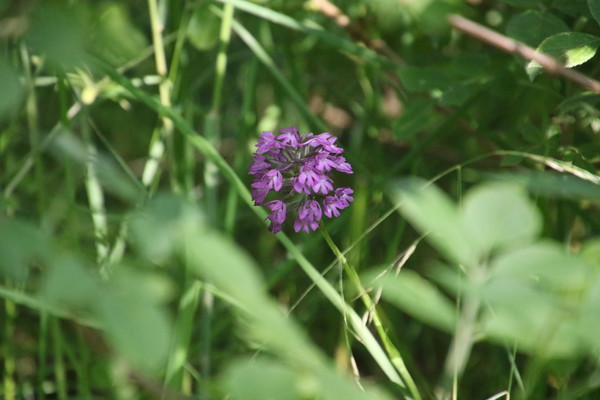 photo of Pyramidal Orchid