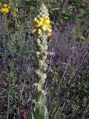 photo of Great Mullein