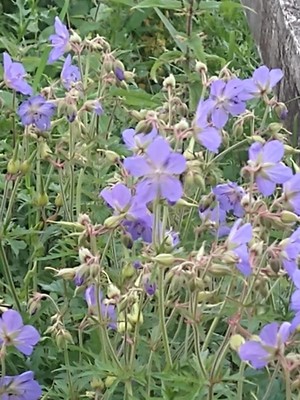 photo of Meadow Crane's Bill