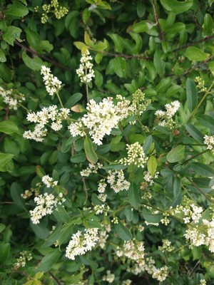 photo of Wild Privet