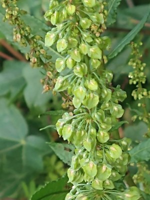 photo of Curled Dock