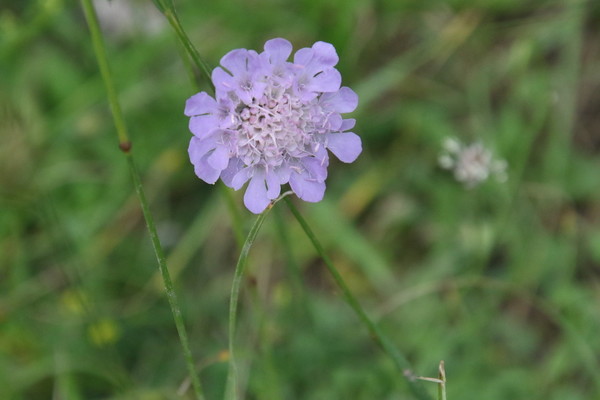 photo of Small Scabious