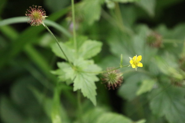 photo of Wood Avens