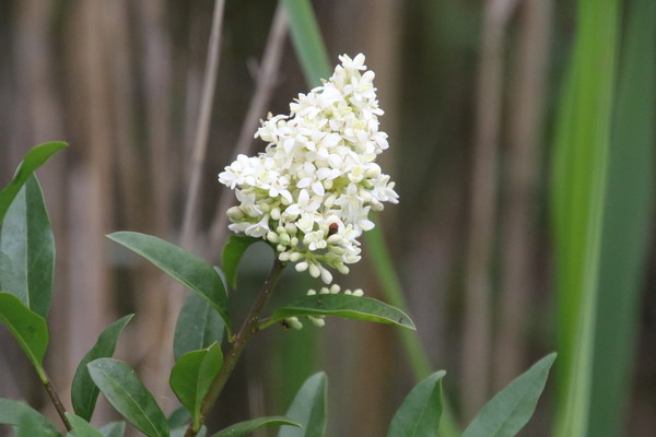 photo of Wild Privet