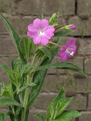 photo of Great Willowherb